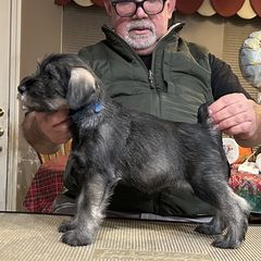 Boy 4 - Standard Schnauzer puppy from Nordic Sky- Standard Schnauzers
