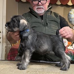 Boy 4 - Standard Schnauzer puppy from Nordic Sky- Standard Schnauzers