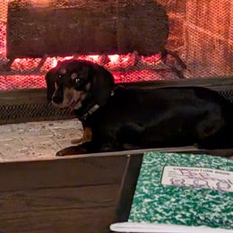 Moxxie - Dachshund
