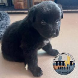 Dark Magic - Black & white male Australian Shepherd puppy in Tucson, Arizona from TTTNT Aussies