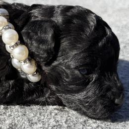 Baby 4 - Black female Poodle puppy in Rocky Top, Tennessee from WayMakers Papillons & Poodles