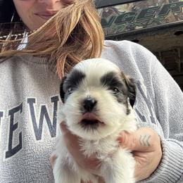 Bretta - Black gold and silver male Shih Tzu puppy in Dunlap, Tennessee from Beards of Glory