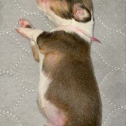 Pink - Sable female Pembroke Welsh Corgi puppy in Spring Hill, Florida from Chaotic Canines