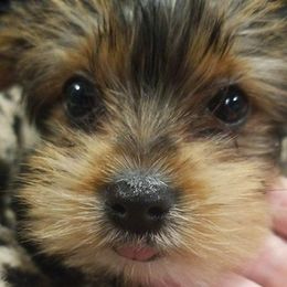 Poodle, Yorkipoo, and Yorkshire Terrier Puppies from Yorkie Oodle Doodle
