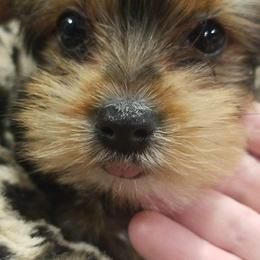 Poodle, Yorkipoo, and Yorkshire Terrier Puppies from Yorkie Oodle Doodle