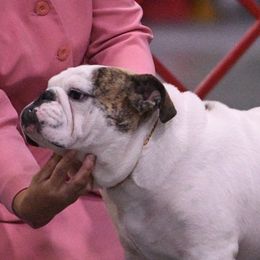 Bulldogs from Furever Bulldogs & Bostons