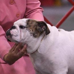 Bulldogs from Furever Bulldogs & Bostons