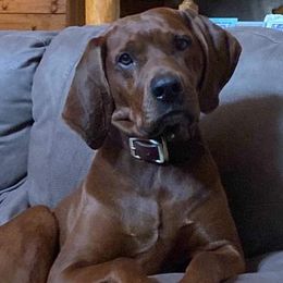 Redbone Coonhound Puppies from Dark Trail Redbones