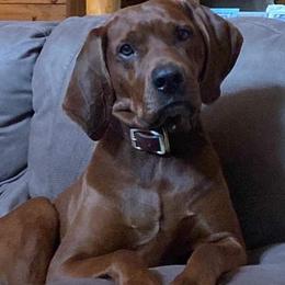 Redbone Coonhound Puppies from Dark Trail Redbones