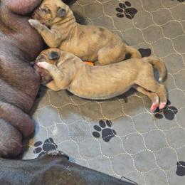 Blair - Merle female Great Dane puppy in Perham, Minnesota from Steel Horse Kennels Inc