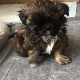 "Tilly and Oreos baby boy" Shih Tzu Puppies from Schiermeister Hof Kennels