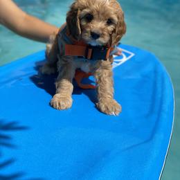 Cavapoo, Goldendoodle, and Poodle Puppies from Desert Valley Doodles