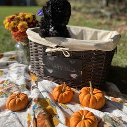 Maltipoo Puppies from Awwws&Pawws