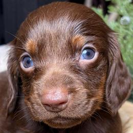 Knox - Chocolate and tan male Dachshund puppy in Washburn, Tennessee from Clinch Mountain Dachshunds