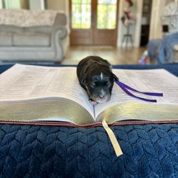 Tabitha - Black phantom female Aussiedoodle puppy in Jacksonville, Florida from Autumn's Aussies
