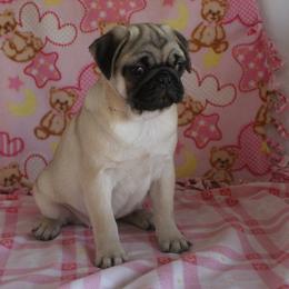 Pretzel - Fawn female Pug puppy in Tuscola, Illinois from Dream on puppies
