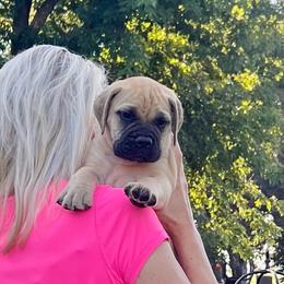 Red - Fawn female Bullmastiff puppy in Pleasant Hill, Missouri from Marconian Bullmastiffs