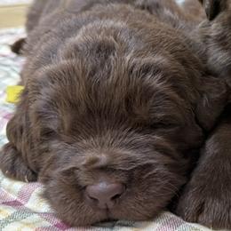 Gold Female - Brown female Newfoundland puppy in Pottstown, Pennsylvania from Latin of Course Newfoundlands