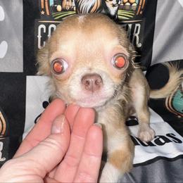 Pheobe - Chocolate blue female Chihuahua puppy in Palmyra, Indiana from Country Star Chihuahuas