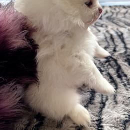 Anastasia - White female Pomeranian puppy in Grand Prairie, Texas from D’ Pomlovers