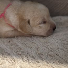 Bright Pink - Yellow female Labrador Retriever puppy in Centreville, Maryland from Barbihaus Kennels