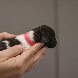 Labradoodle Puppies from SOLA Doodles
