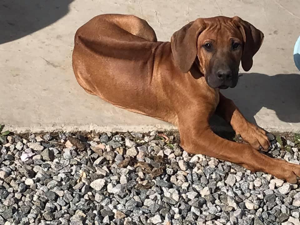 JA Rhodesians in California | Rhodesian Ridgeback puppies | Good Dog