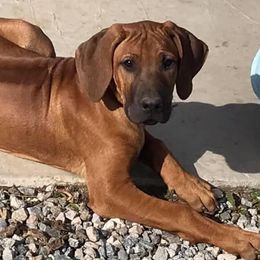 Rhodesian Ridgebacks from JA Rhodesians