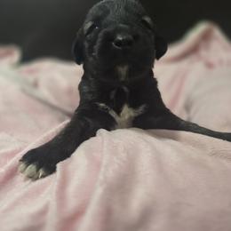 Anatolian Shepherd Dog Puppies from Florida Anatolian Shepherds