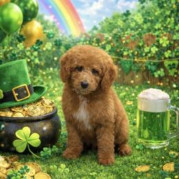 Harry Potter - Apricot male Poodle puppy in Godley, Texas from Godley Designer Doodles
