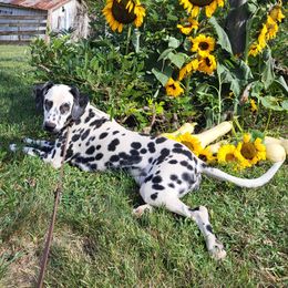 Freckles - Dalmatian
