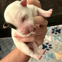 1 - Black & white female Miniature Australian Shepherd puppy in Chilton, Wisconsin from Pointless Acres