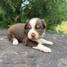 RTF - Cream Collar - Red tri female Miniature Australian Shepherd puppy in Natural Dam, Arkansas from Natural State Aussies