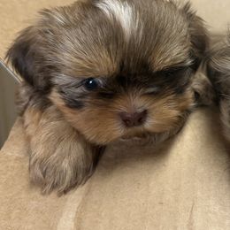 Milo - Liver male Shih Tzu puppy in Valley Mills, Texas from Busch Pups