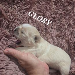 Glory - Gold and white female Shih Tzu puppy in Florida from 1st Passion Shih Tzus