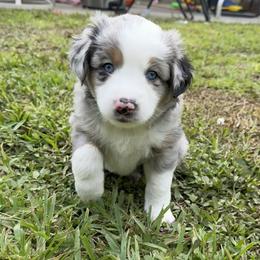 Boy 2 - male Miniature Australian Shepherd puppy in Daytona Beach, Florida from Mini Aussie Beach Babies