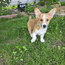 Cardigan Welsh Corgi puppies from The Puppies Of Oooo