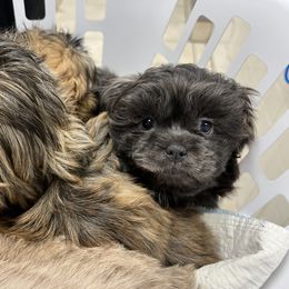 Shih Tzu Puppies from Lavender Lane Tzus