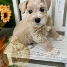 Miniature Schnauzer Puppies from Crown Schnauzers KC