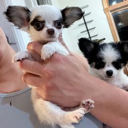 CKC Juno - Chocolate and white male Chihuahua puppy in Brooklyn, New York from Cuties 4 You