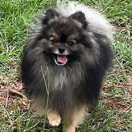 Darwin - Pomeranian