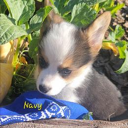 Navy blue bandana boy - Black and tan male Pembroke Welsh Corgi puppy in Cherokee, Oklahoma from MCS Farms-OK