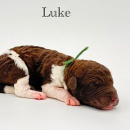 Luke - Chocolate male Goldendoodle puppy in Milford, Pennsylvania from Doodles Are Golden