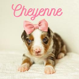 Cheyenne - Red merle female Miniature Australian Shepherd puppy in Waco, Texas from Blue Rain Aussies