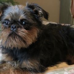 Brussels Griffons from Brenda's Griffs