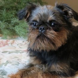 Brussels Griffons from Brenda's Griffs