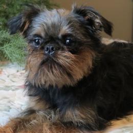 Brussels Griffons from Brenda's Griffs