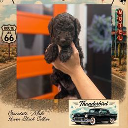 Thunderbird - DallasTX - 4,000 - Chocolate male Goldendoodle puppy in Garland, Texas from Twilight Doodles
