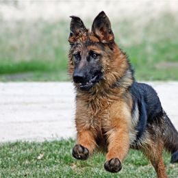 German Shepherd Puppies from vom Sippel Shepherds