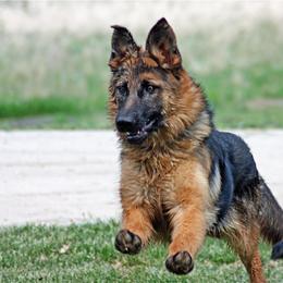 German Shepherd Puppies from vom Sippel Shepherds